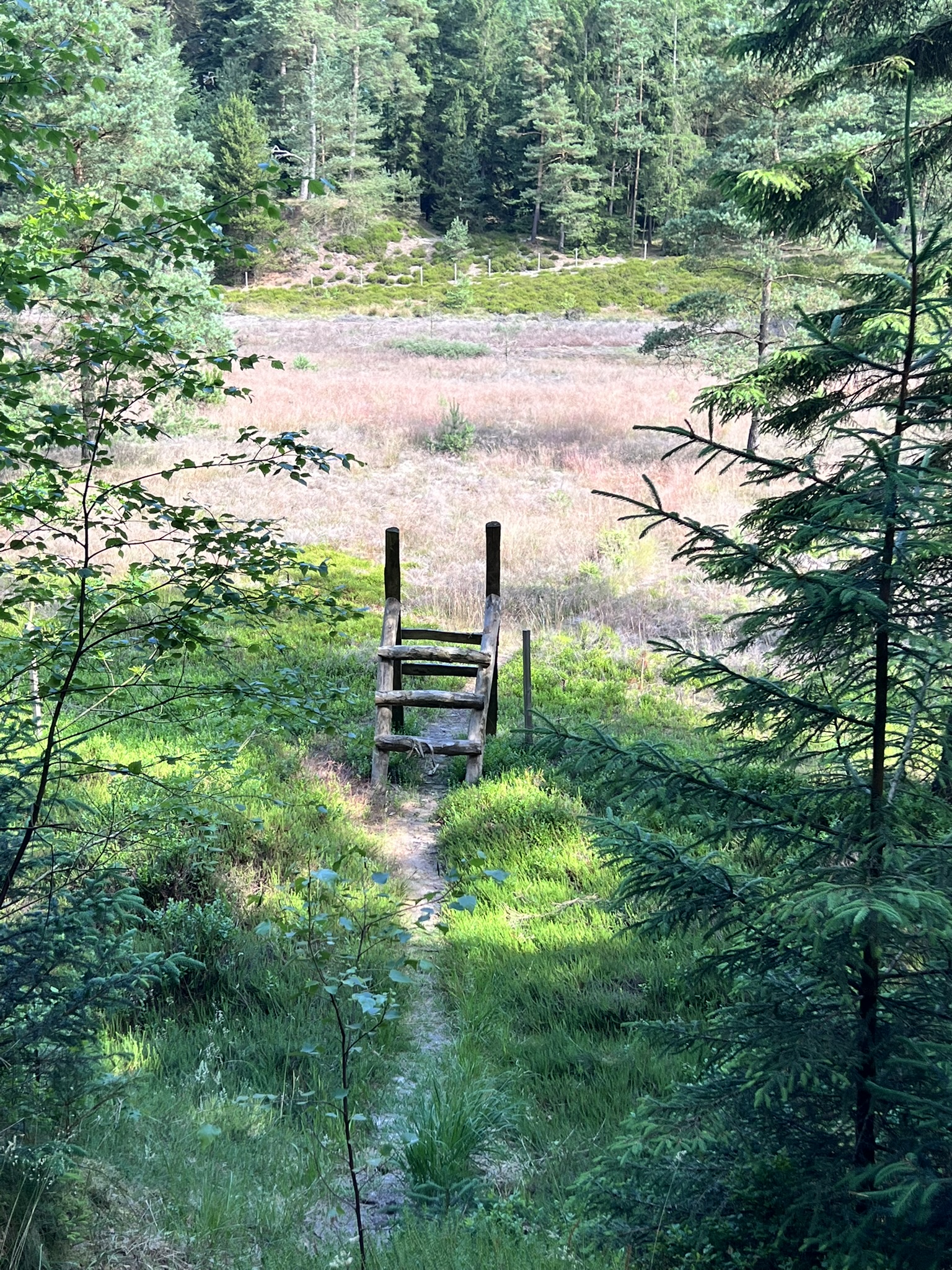 Stente i Frederikshåb plantage